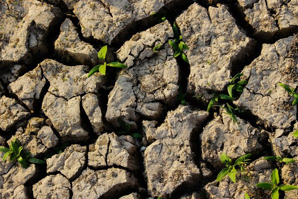 What Are the Latest Developments in Drought-Resistant Crop Research in the UK?