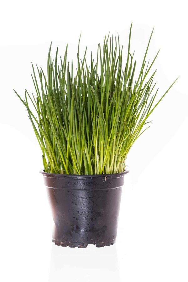 What Is the Role of Dietary Choline in Fetal Brain Development?